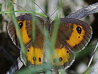 Spanischer Ochsenauge Spanish Gatekeeper Pyronia bathseba 