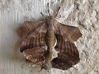 Raupe Pappelschwärmer Laothoe populi Poplar Hawk-moth