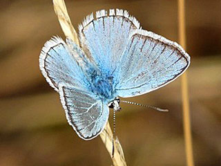 Polyommatus nivescens