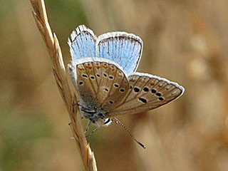 Polyommatus nivescens