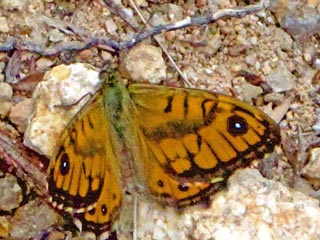 Lasiommata paramegaera Corsican Wall Brown