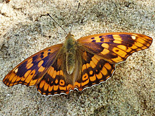 Apatura metis  Donau-Schillerfalter  Freyer's Purple Emperor