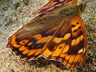 Apatura metis  Donau-Schillerfalter  Freyer's Purple Emperor