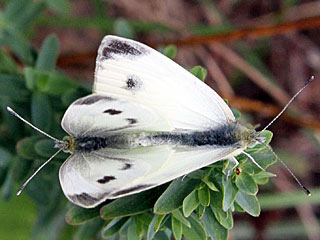 Pieris mannii Karstweiling Southern Small White