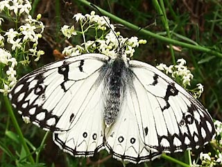 Melanargie arge  Italian Marbled White