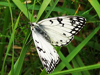 Melanargia Italian Marbled White