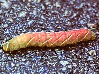 Raupe  Eichenschwrmer Marumba quercus Oak Hawk-moth