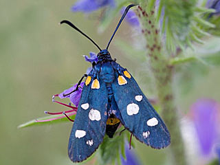 Vernderliches Widderchen Zygaena ephialtes Blutstrpfchen