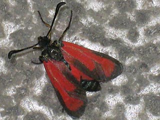Zygaena erythrus