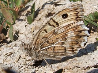 Pseudochazara geyeri  Grey Asian Grayling