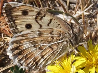 Pseudochazara geyeri  Grey Asian Grayling