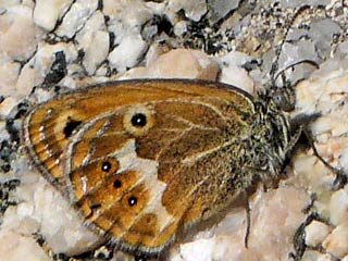 Coenonympha corinna Corsican Heath