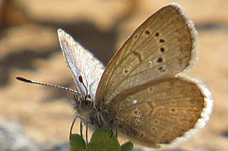 Zizeeria knysna African Grass Blue