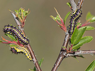 Raupen Trauerwidderchen Aglaope infausta