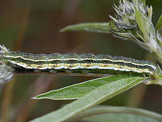 Karden-Sonneneule Heliothis viriplaca Marbled Clover