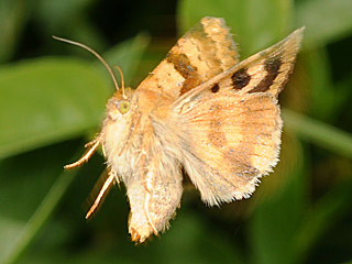 Karden-Sonneneule Heliothis viriplaca Marbled Clover