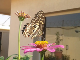 Papilio demodocus