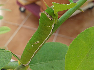 Papilio demodocus