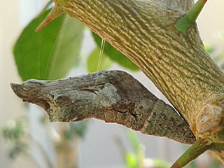 Papilio demodocus