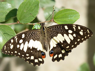 Papilio demoleus