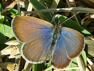 Zizeeria knysna African Grass Blue