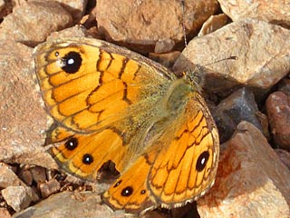 Lasiommata paramegaera Corsican Wall Brown