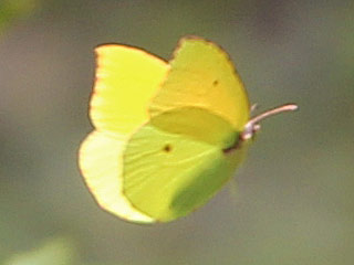 Teneriffa-Zitronenfalter Gonepteryx cleobule