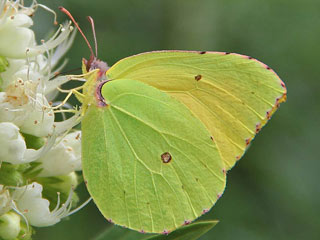 Teneriffa-Zitronenfalter Gonepteryx cleobule