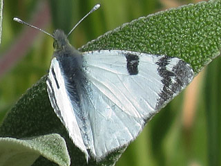 Westlicher Gesprenkelter Weiling   Euchloe crameri   Western Dappled White