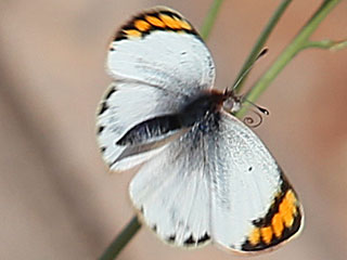 Colotis evagore  Desert Orange Tip