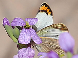 Colotis evagore  Desert Orange Tip