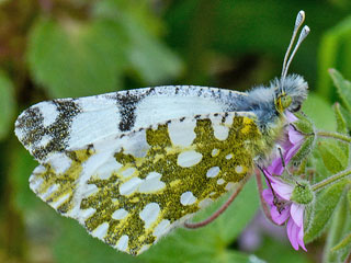 Euchloe ausonia  stlicher gesprenkelter Weiling  Eastern Dappled White