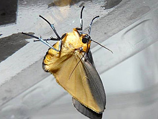 Lithosia quadra Vierpunkt-Flechtenbrchen Four-spotted Footman
