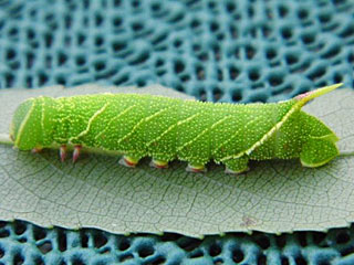 Raupe Pappelschwärmer Laothoe populi Poplar Hawk-moth
