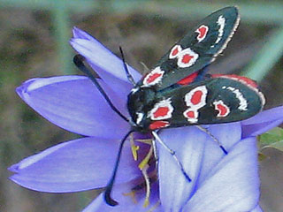 Zygaena occitanica