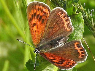 Lycaena candens  Balkan Copper