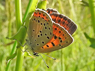 Lycaena candens  Balkan Copper