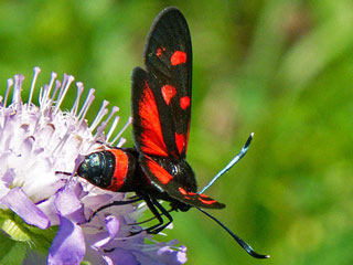 Vernderliches Widderchen Zygaena ephialtes Blutstrpfchen