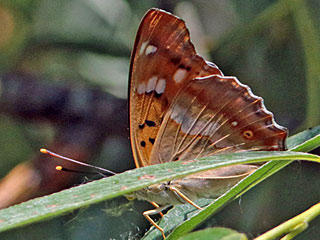 Apatura metis  Donau-Schillerfalter  Freyer's Purple Emperor