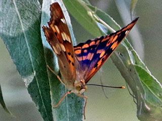 Apatura metis  Donau-Schillerfalter  Freyer's Purple Emperor
