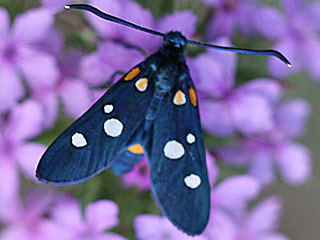 Vernderliches Widderchen Zygaena ephialtes Blutstrpfchen