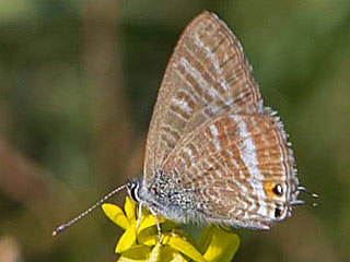 Groer Wander-Bluling Lampides boeticus Long-tailed Blue