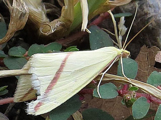 Rhodometra sacraria The Vestal