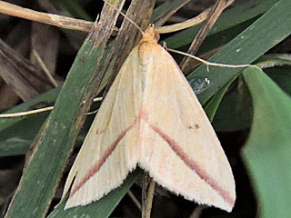 Rhodometra sacraria The Vestal