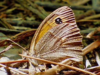 Maniola telmessia 