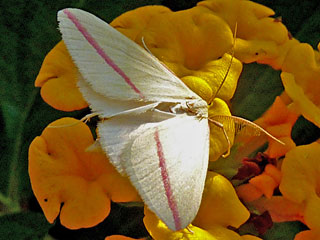 Rhodometra sacraria The Vestal