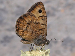 Pseudochazara graeca  Grecian Grayling