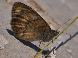 Pseudochazara graeca  Grecian Grayling