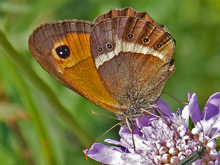 Spanischer Ochsenauge Spanish Gatekeeper Pyronia bathseba 
