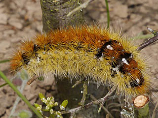 Rhyparia purpurata Purpurbr Purple Tiger